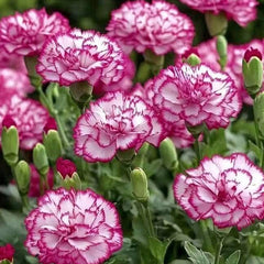 Pink White Picotee Carnation Seeds