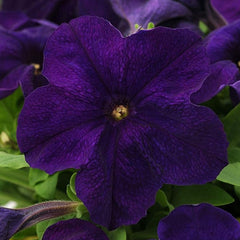 Annual Petunia Alderman Flower Seeds for Planting