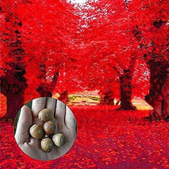 Red Oak Tree Seeds for Planting Highly Prized for Bonsai Red Oak Tree
