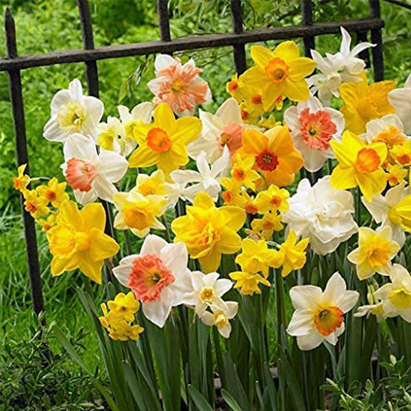 Double Petals Narcissus Daffodil Flower Seeds