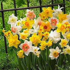 Double Petals Narcissus Daffodil Flower Seeds