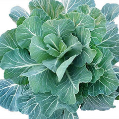 Giant Collard Georgia Southern Seeds Herb Collards