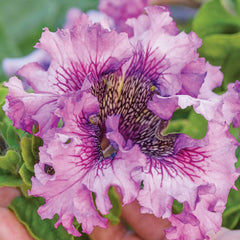 Spellbound Pink Petunia Seed Pack