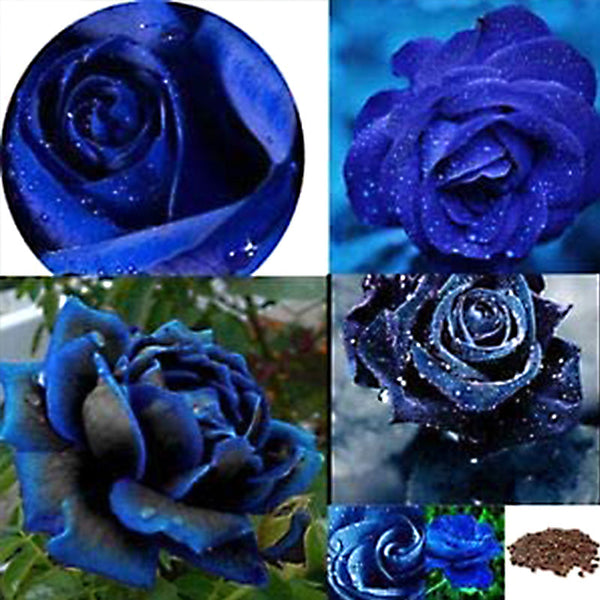 Midnight Supreme Rose Flower Seeds
