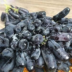 Rare Black Finger Grape Seed Heirloom Organic Fruit Seed Natural Growth,Grape Tree Climbing Plants
