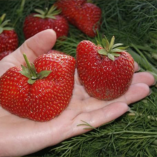 Giant Strawberry Fresca Everbearing Berries Indoor Non GMO Fruit Seeds