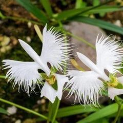 Habenaria radiata Seeds