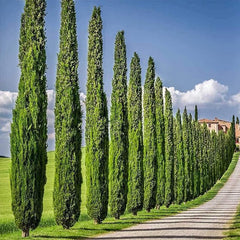 Italian Cypress Seeds