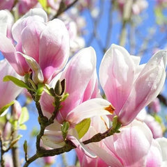 Lily Magnolia Flower Tree Pink and Purple Fragrant Seeds