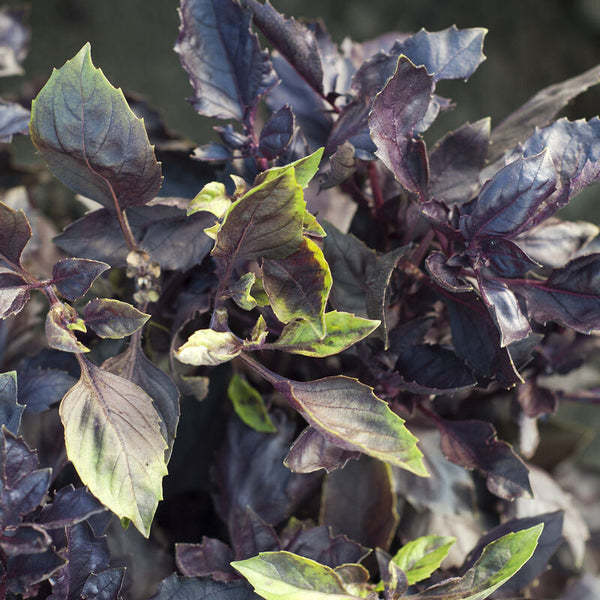 Dark Opal Basil Seed