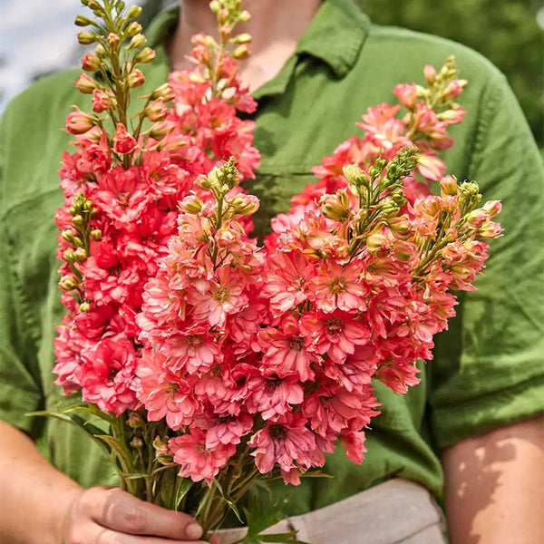 Delphinium, Red Lark