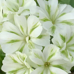 Green Phlox paniculata Seeds