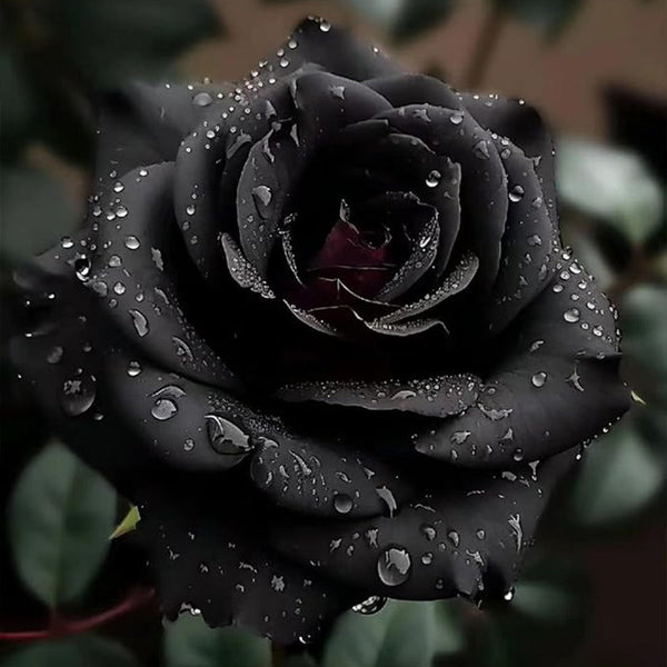 Rare Black Rose Seeds for Planting