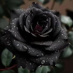 Rare Black Rose Seeds for Planting