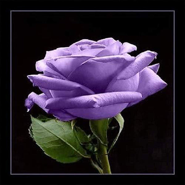 Purple Rose Rosa Bush Shrub Perennial Flower Seeds