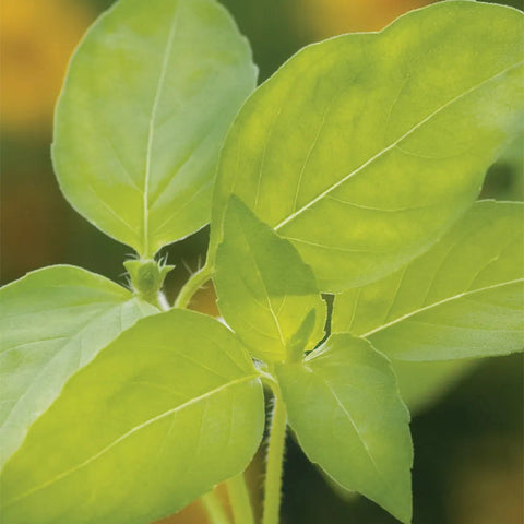 Basil, Lemon