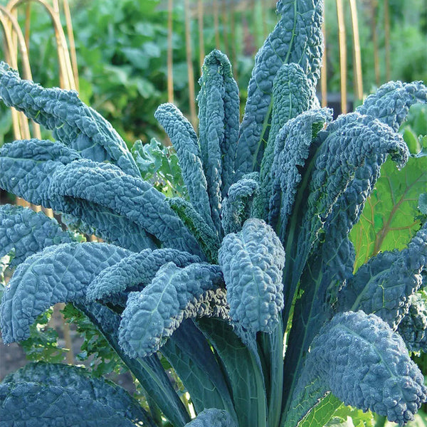 Kale, Lacinato