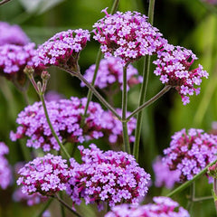 Perennial Verbena Bonariensis Purpletop Vervain Flower Seeds for Planting
