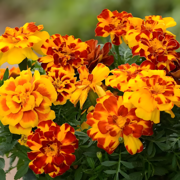 Durango Mixture French Marigold Seeds