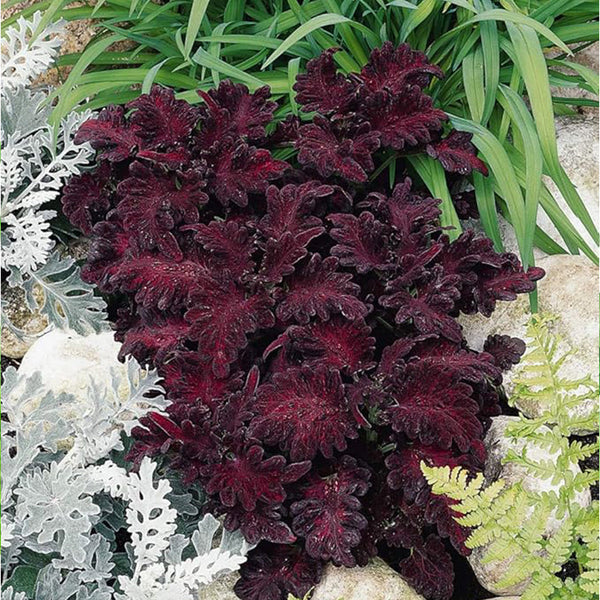 Annual Coleus Black Dragon Foliage Indoor Or Outdoor House Plant Flower Seed