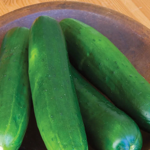 Cucumber, Burpless Beauty