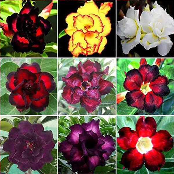 Mixed Color Desert Rose Seeds to Grow Adenium Obesum Seeds