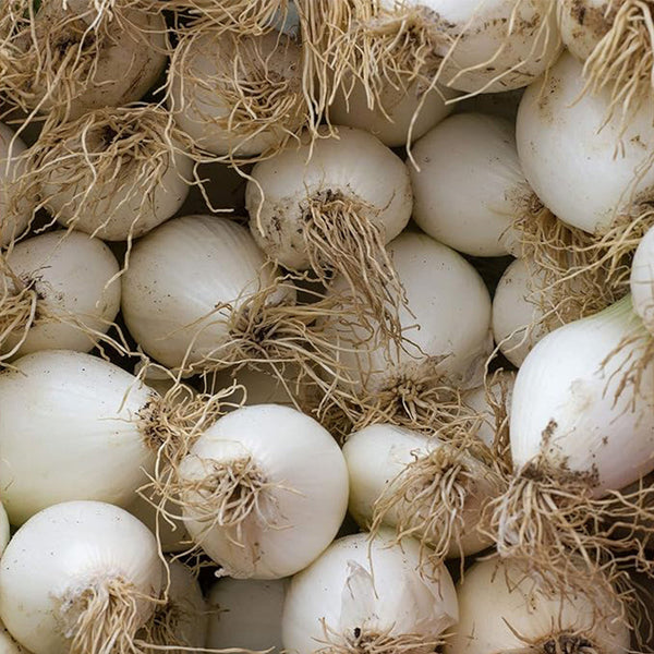 Onion Seeds Farm and Garden Vegetable Seeds Open Pollinated