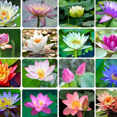 Bowl Lotus Seeds Bonsai Lotus Seeds for Planting Water Lily Flower Aquatic Plants Seeds
