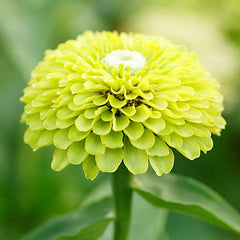 Vibrant Envy Zinnia Seeds