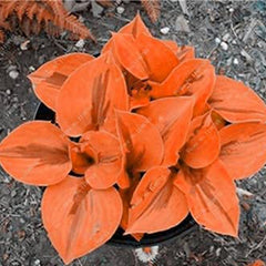 Mixed Hosta Perennials Flower Seeds