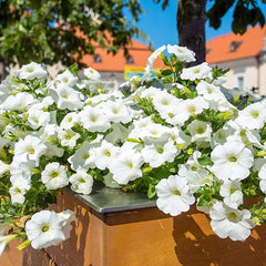 Annual Petunia Multiflora White Flower Seeds for Planting