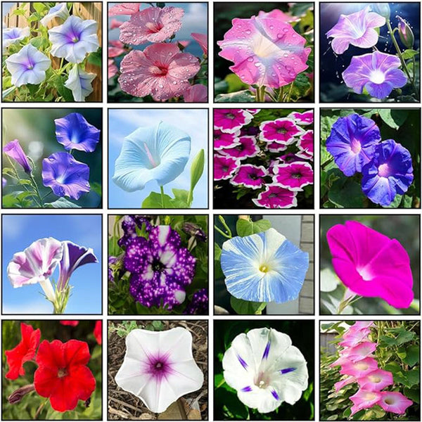 Mixed Morning Glory Seeds for Planting, Wonderful Climbing Heirloom Vine, Beautiful Perennial Flowers, Non - GMO Seeds, Easy to Plant