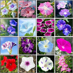 Mixed Morning Glory Seeds for Planting, Wonderful Climbing Heirloom Vine, Beautiful Perennial Flowers, Non - GMO Seeds, Easy to Plant