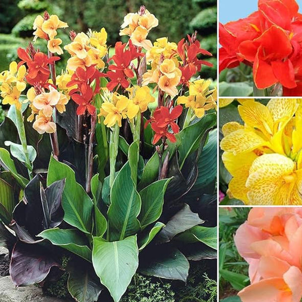 Mixed Canna Lily Flower Seeds Perennial Beautiful Bonsai Plant Home Garden Decor