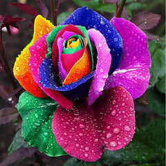 Beautiful Rainbow Rose Seeds Multi-colored Rose Seeds Rose Flower Seeds