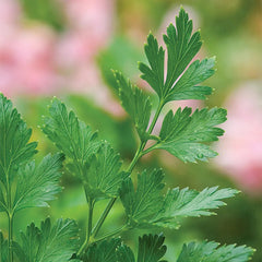 Parsley, Single Italian