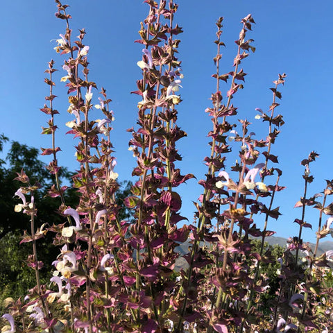 Clary Sage