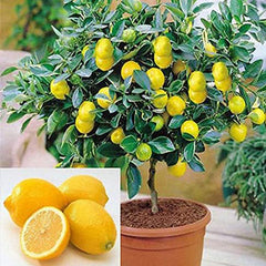 Dwarf Lemon Bonsai Tree Seeds, Grow a Delicious Fruit Bearing Bonsai Tree