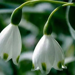 Snowdrop Flower Seeds