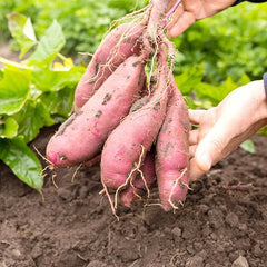 Sweet Potato Seeds Non-GMO Sweet Vegetable Seeds Home Garden Plant Seed for Planting