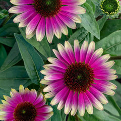 Echinacea, Sweet Sandia
