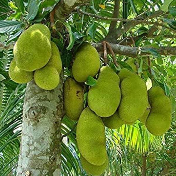 Breadfruit Seeds