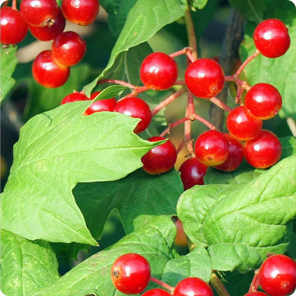 Cranberry Seeds - Wentworth High Bush