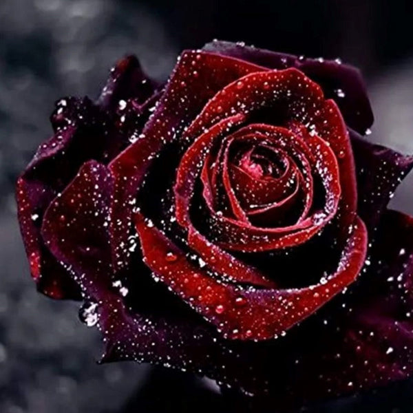 Black Baccara True Blood Hybrid Tea Rose Flower Seeds