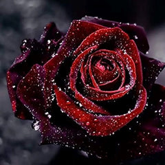 Black Baccara True Blood Hybrid Tea Rose Flower Seeds