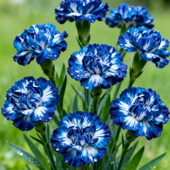 Blue & White Striped Carnation Seeds