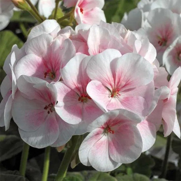 Maverick Apple Blossom (Geranium)