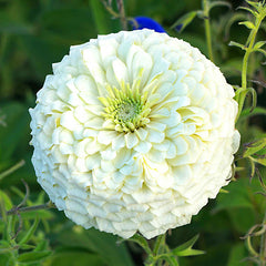 Giant White Zinnia Seeds