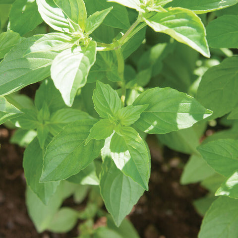 Mrs. Burns' Lemon Basil Seed