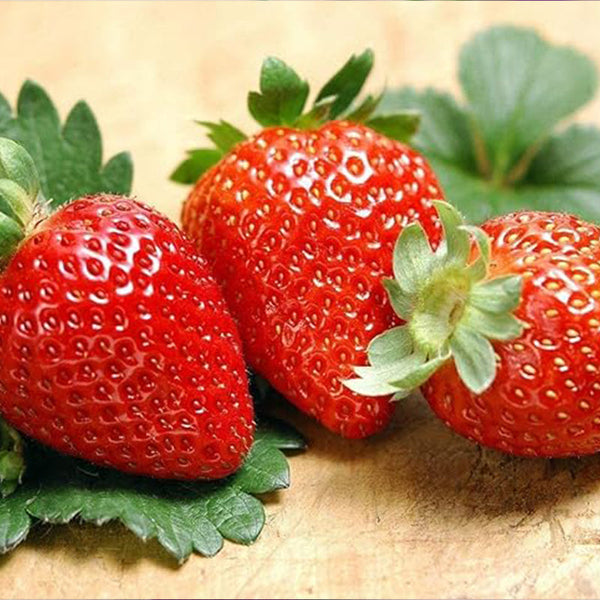 Giant Strawberry Seeds, Sweet Red Strawberry Garden Strawberry Fruit Seeds, for Garden Planting